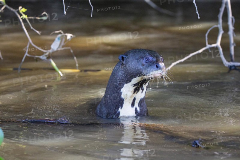Giant otter (Pteronura brasiliensis) Pantanal Brazil