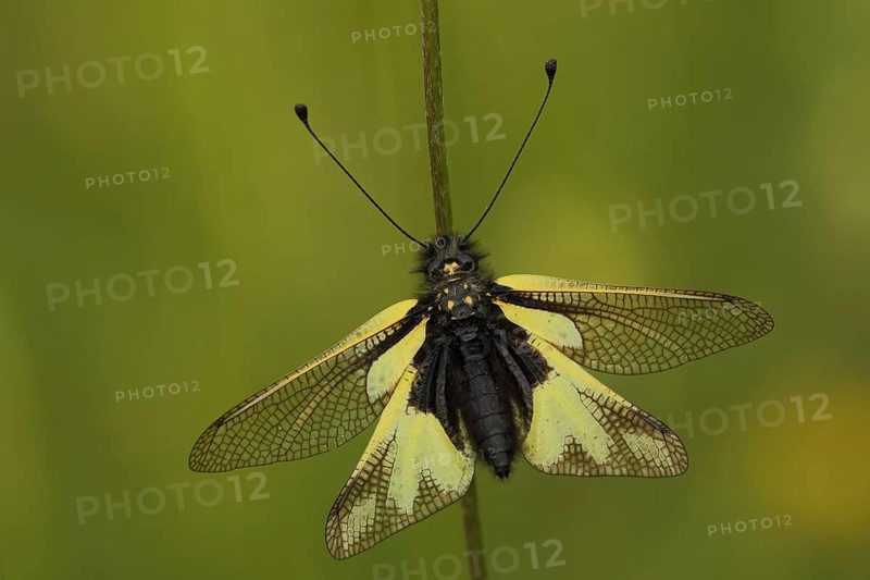 Dragonfly butterfly (Libelloides coccajus), nature photography, Badberg, Kaiserstuhl, Breisgau, Baden-Württemberg, Germany