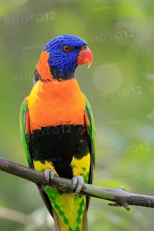 Red-naped Lorikeet (Trichoglossus rubritorquis), Darwin All-coloured Lorikeet, adult, on tree, alert, Australia