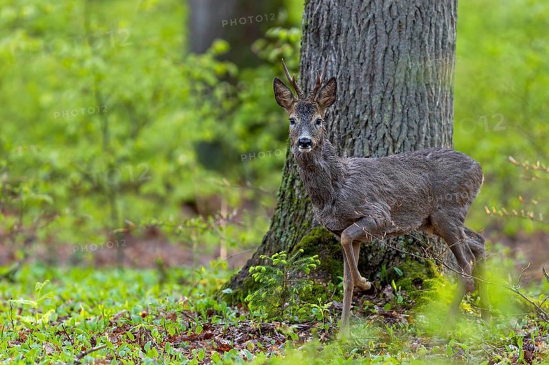A roebuck (Capreolus capreolus) in the fresh green of a copper beech forest in late spring, change of coat, April, Germany