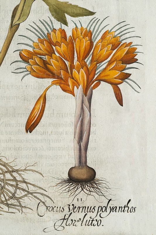 Crocus (Crocus vernus polyanthus), detail, hand-coloured copperplate engraving by Basilius Besler, from Hortus Eystettensis, 1613