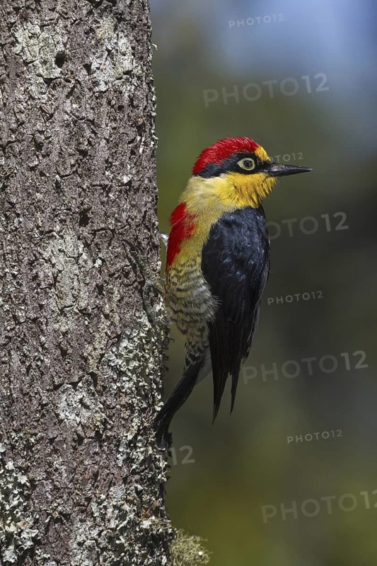 Yellow-fronted Woodpecker (Melanerpes flavifrons) male, Atlantic rainforest, Brazil