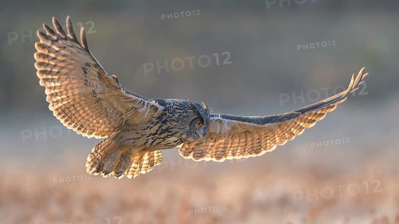 Eurasian Eagle-owl (Bubo bubo), in flight over a meadow in the last light, backlight, Swabian Alb biosphere reserve, Baden-Württemberg, Germany