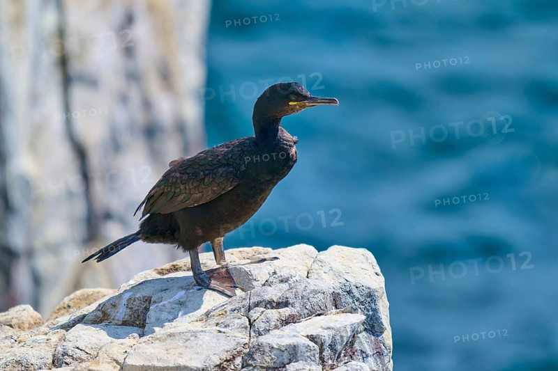 A bird stands on a cliff with a turquoise sea in the background, the sun shining on the rocks, Cormorant (Phalacrocorax aristotelis), Seahouses, Inner Farne, Farne Islands, Northumberland, England, Great Britain