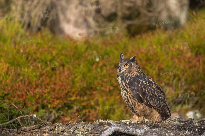 One Eurasian Eagle Owl, Bubo bubo, sitting on a fallen, moss and lichen covered grey tree stump, red and green vegetation iin the background. Early morning light