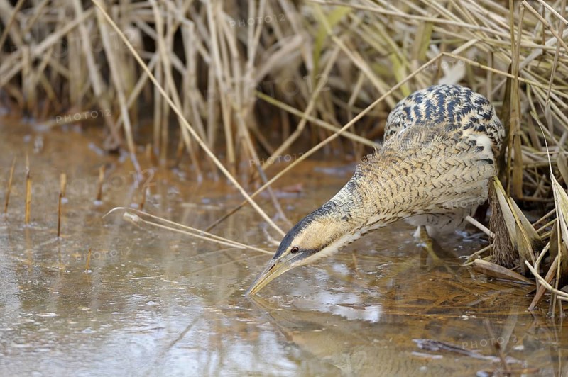 Rohrdommel (Botaurus stellaris), Bittern, Altvogel im Winter, bei der Jagd im flachen Wasser, Februar, Muenster, Nordrhein-Westfalen, Deutschland
