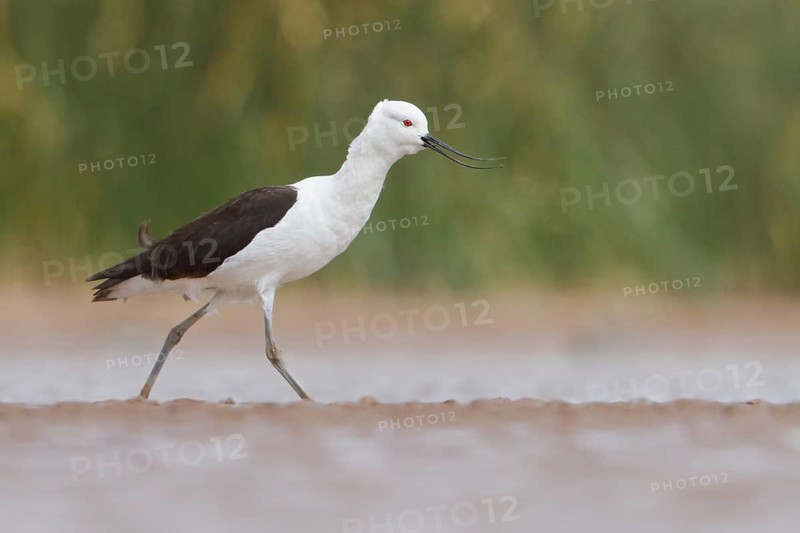 Andean Avocet (Recurvirostra andina) in a wetland in Bolivia, South America