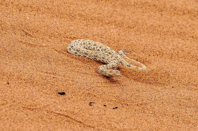 Dwarf puff adder (Bitis peringueyi) in the sand, Namib Desert, Namibia