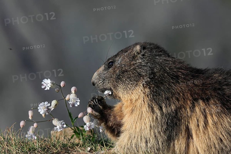 One adult Alpine Marmot, Marmota marmota, feeding on flowering herbs