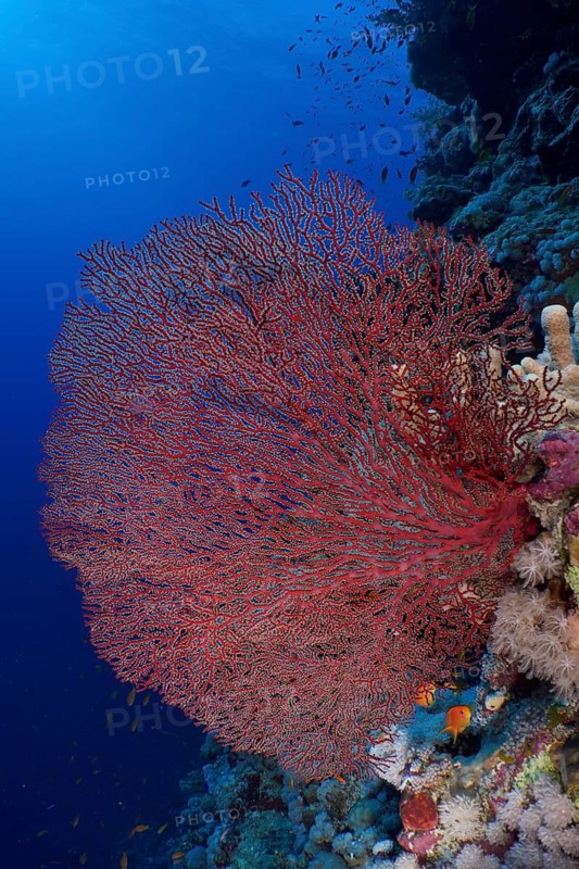 A large Red knot coral (Acabaria biserialis) stretches magnificently in the lively underwater world, dive site St Johns Reef, Saint Johns, Red Sea, Egypt