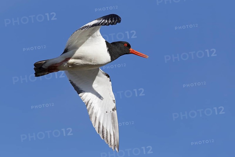 Eurasian Oystercatcher (Haematopus ostralegus) flying, Iceland