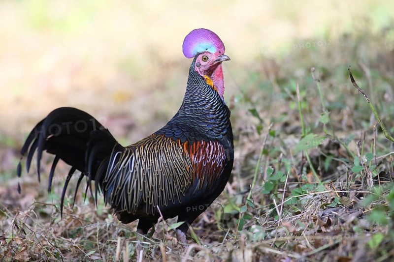 Green Junglefowl (Gallus varius) male, Java, Indonesia