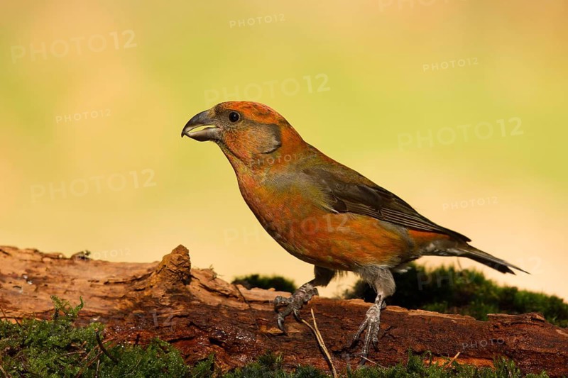 Red Crossbill (Loxia curvirostra) male, Utrecht, Netherlands