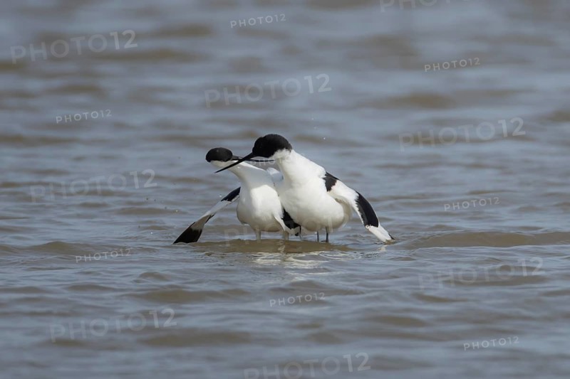 Pied avocet (Recurvirostra avosetta) two adult wading birds during their courtship display in shallow water, England, United Kingdom