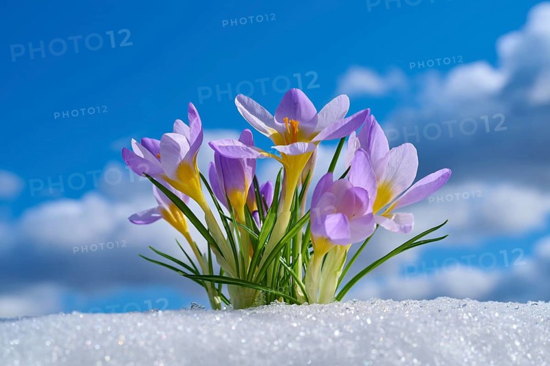 Purple crocuses sticking out of snow with blue sky and clouds, spring, Bavaria, Germany