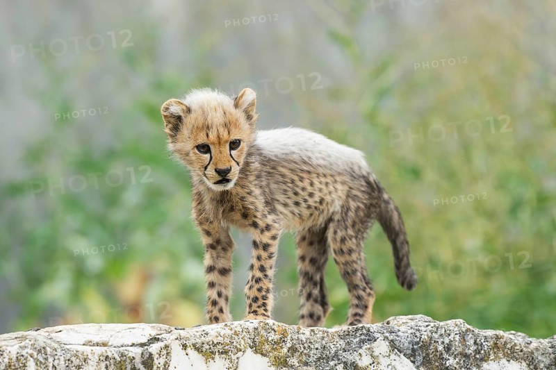 Cheetah (Acinonyx jubatus) youngster standing on a rock, captive, occurrence Africa