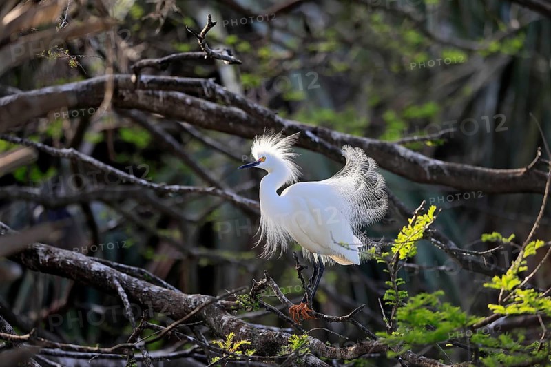 Great Egret (Egretta thula), adult, in breeding plumage, during breeding season, courtship display, on tree, St. Augustine, Florida, North America, USA