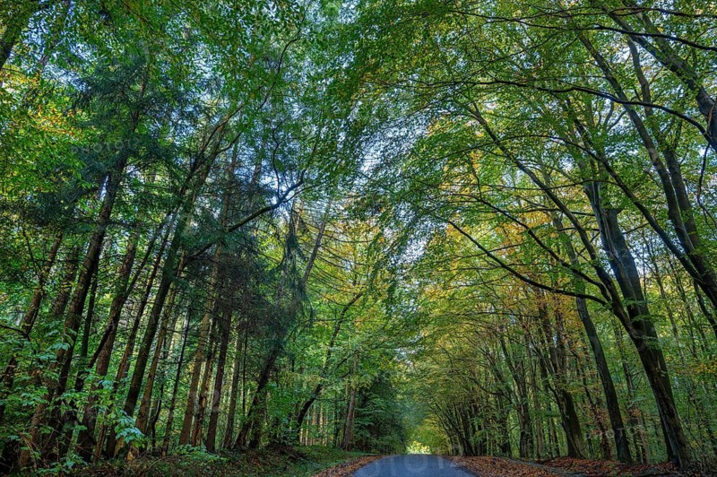 Autumnal mixed forest on a village street Rehna, Mecklenburg-Vorpommern, Germany