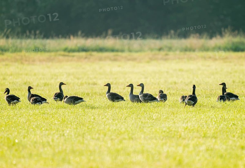 Greylag goose (Anser anser), greylag geese standing in a meadow, Lower Saxony, Germany
