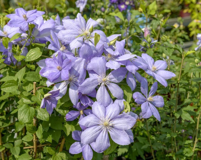 Clematis (Clematis 'Mrs Cholmondeley'), BHG, Lübben, Brandenburg, Germany