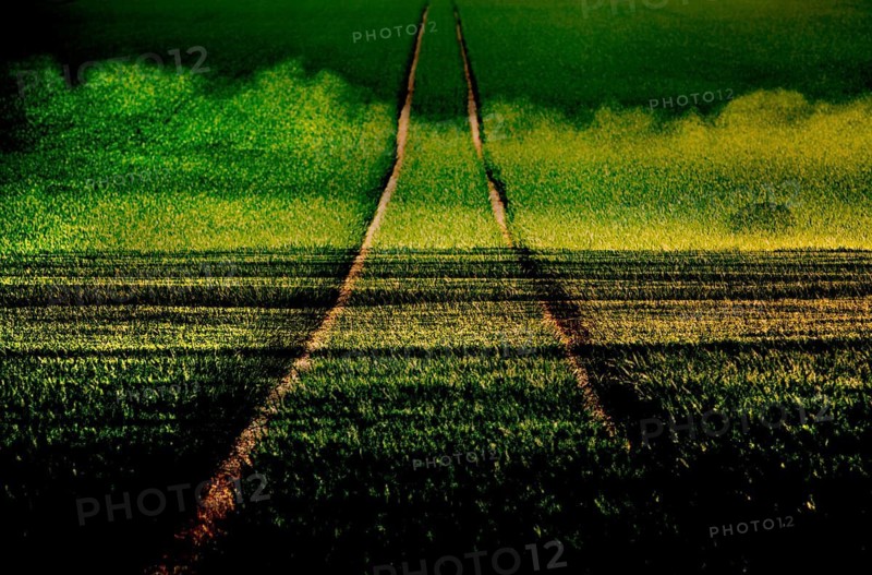 Fantasy landscape with oilseed plants, Germany, Europe, digitally edited