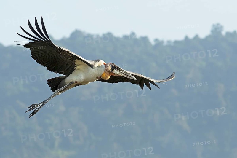 Greater Adjutant (Leptoptilos dubius) flying, Assam, India
