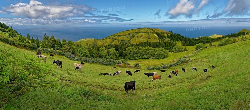 Herd of cows on green pastures, surrounded by hilly volcanic landscape under a clear sky, Caldeira das Sete Cidades, Sete Cidades, Sao Miguel Island, Azores, Portugal