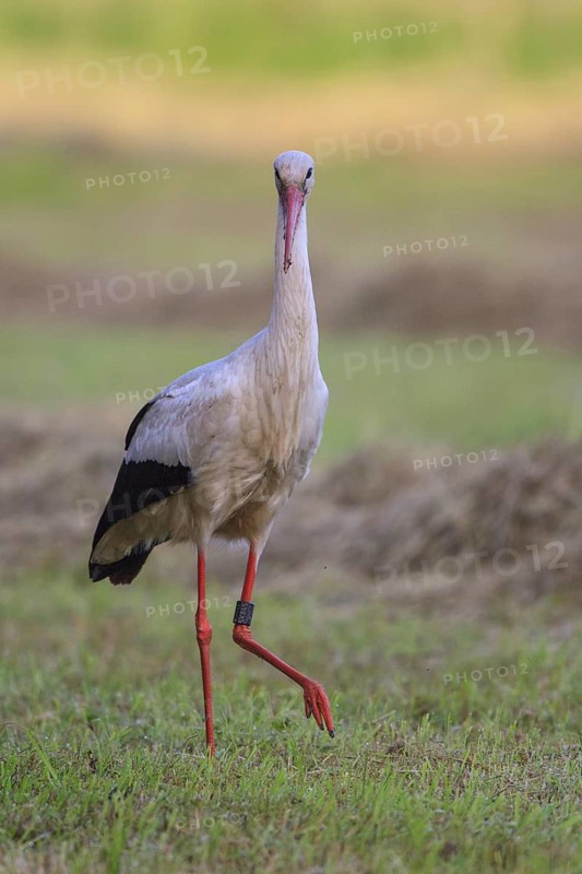 White Stork (Ciconia ciconia) male, North Rhine-Westphalia, Germany