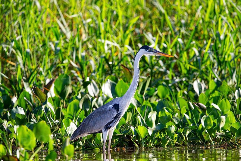 Cocoi Heron (Ardea cocoi) Pantanal Brazil
