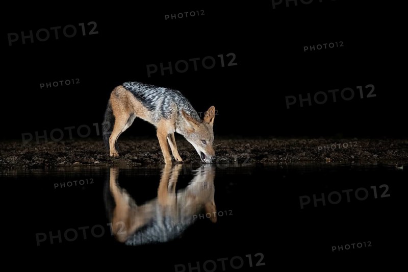 Black-backed Jackal (Canis mesomelas) drinking at waterhole at night, South Africa
