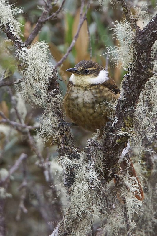 Streaked Tuftedcheek (Pseudocolaptes boissonneautii), Bosque Unchog Reserve, Peru