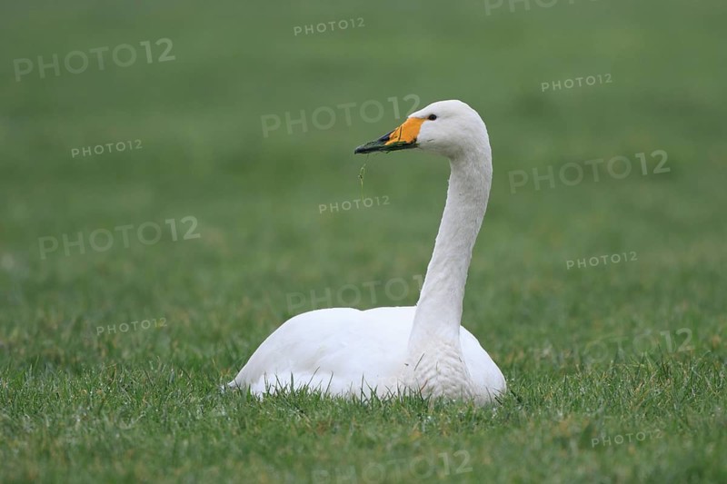 Whooper Swan (Cygnus cygnus), Netherlands
