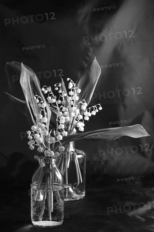 Still life with lily of the valley and glasses, black and white photograph, Germany
