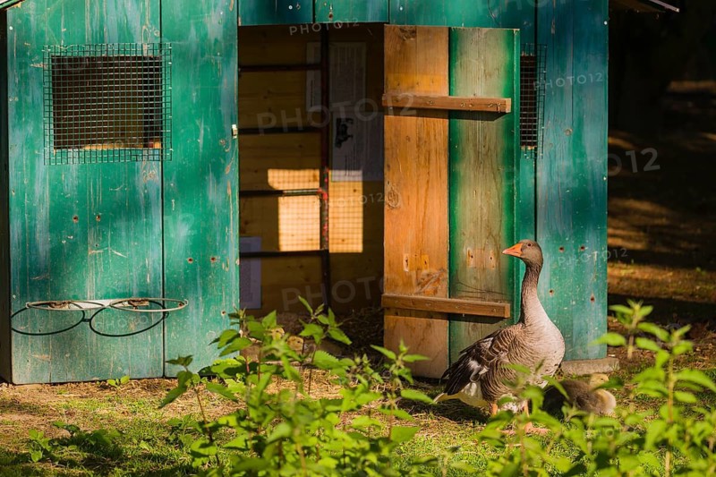 One adult greylag goose, Anser anser, stands with one chick in front of a small green colored stable
