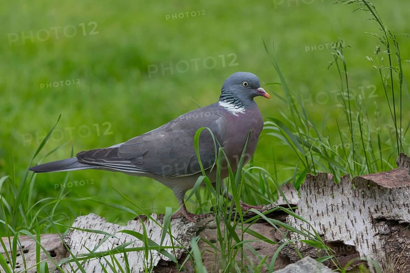 One common wood pigeon (Columba palumbus) standing on a fallen tree. Green vegetation in the background