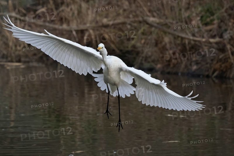 A Great White Egret (Casmerodius albus) flying with outstretched wings over water in a natural environment, Hesse, Germany