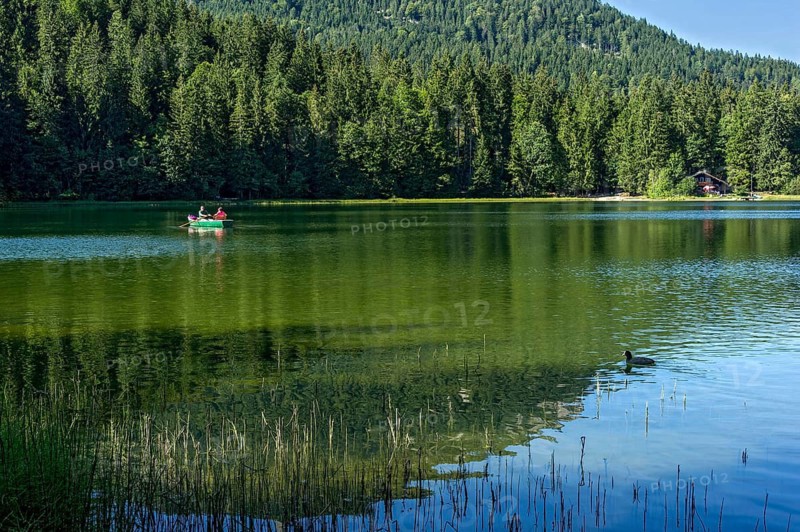 Spitzingsee, excursion, couple in a rowing boat on the mountain lake, on the right a common coot (Fulica atra) swims, behind Miesbacher Hütte of the DAV, mountain hut, municipality of Schliersee, Mangfall mountains, Bavarian Prealps, Upper Bavaria, Bavaria, Germany