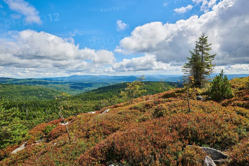 Vegetation with Norway spruce (Picea abies) and colored European blueberry (Vaccinium myrtillus) on Mount Lusen in late summer, Bavarian Forest, Bavaria, Germany