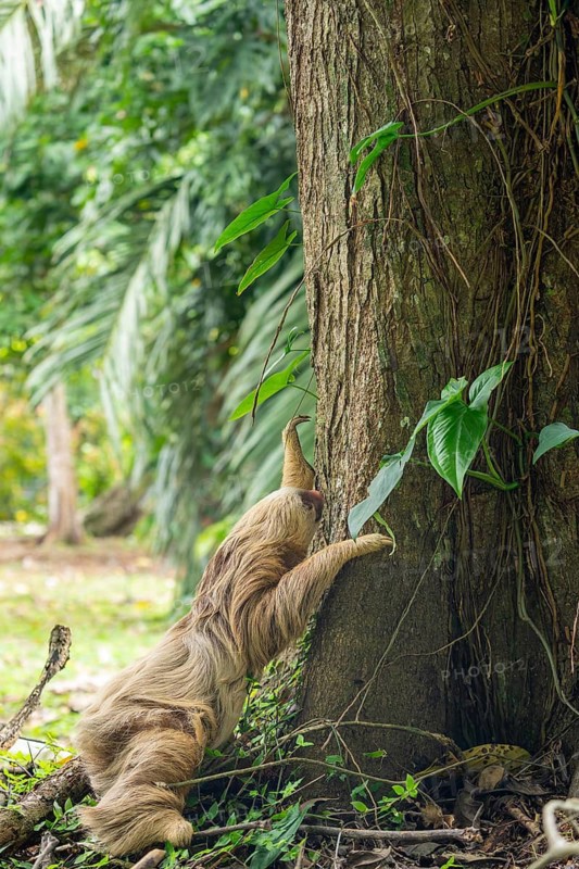 Two toed sloth (Choloepus didactylus) climbing up a tree trunk after being on the ground. Puerto Viejo, Caribbean, Costa Rica