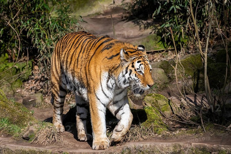 Siberian tiger (Panthera tigris tigris) walking in a forest, captive, incidence in Russia and Northeast China