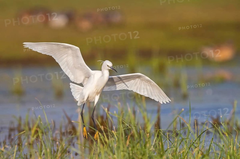 Little Egret foraging, (Egretta garzetta) Lesvos, Greece