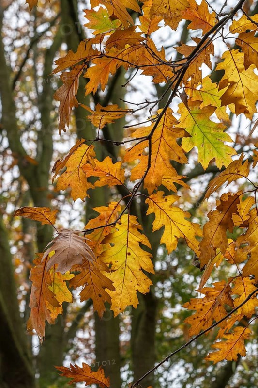 Autumn leaves of the red oak (Quercus rubrum), Emsland, Lower Saxony, Germany
