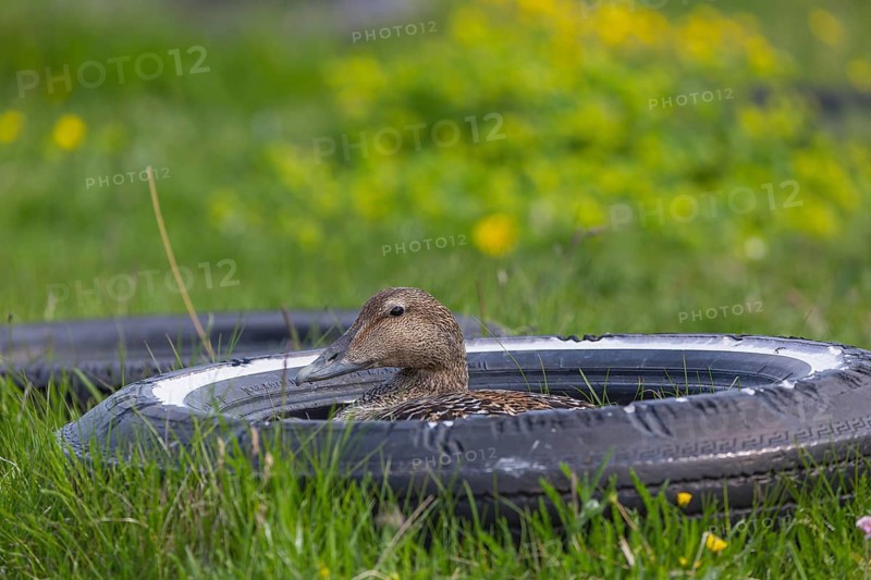 One female common eider, Somateria mollissima, breeding at the coast of Illugastadir Seal watching point, Iceland. Using a tire as nest protection