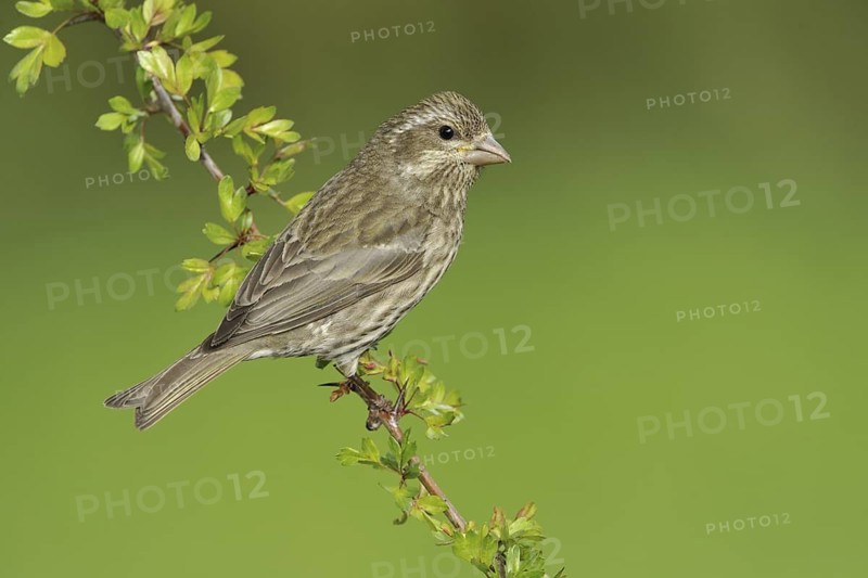 Purple Finch (Haemorhous purpureus) female, British Columbia, Canada
