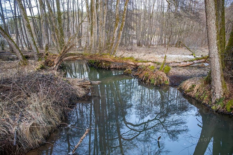 Winterladscape of a swamp with water and trees, Lengenbach, Deining, Upper Palatinate, Bavaria, Germany