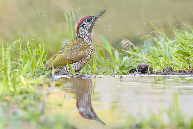 European Green Woodpecker (Picus viridis) juvenile at waterhole, Aosta Valley, Italy