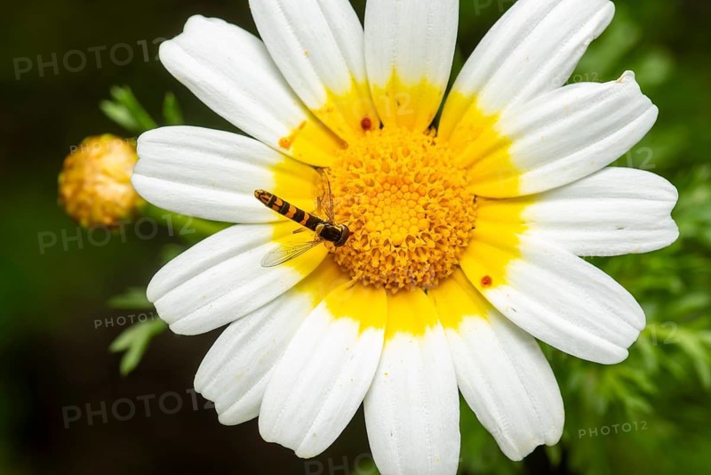 Close-up of a hoverfly resting on the yellow core of a white crown daisy (Glebionis coronaria) in the garden, exemplifying delicate interactions in nature