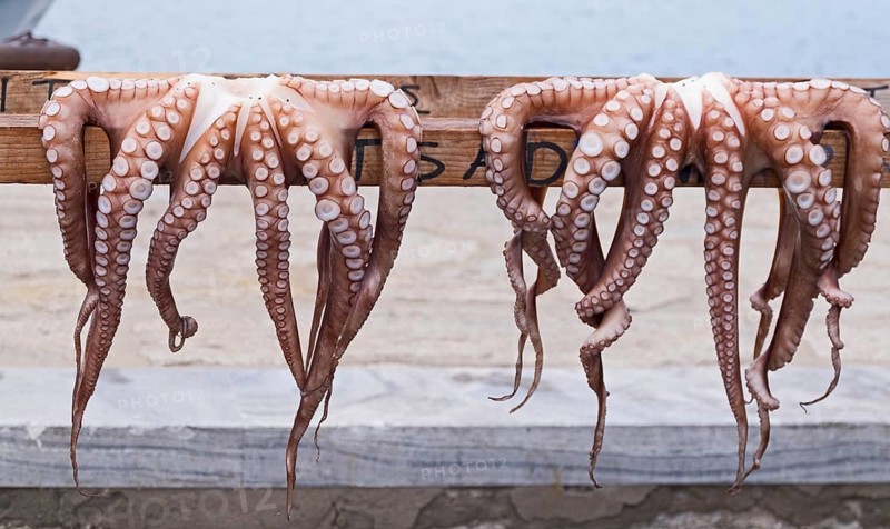 Cuttlefish hung out to dry in Naoussa harbour, Paros, Cyclades, Greece
