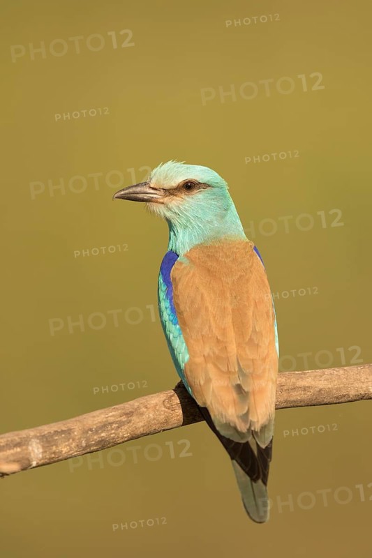 European Roller (Coracias garrulus) male perched on a branch, Serbia