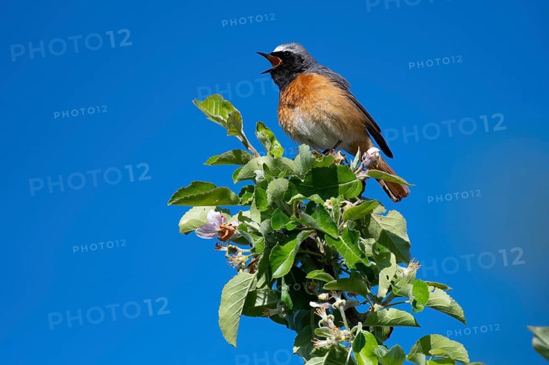 Common Redstart (Phoenicurus phoenicurus) male singing from a branch, Saxony, Germany